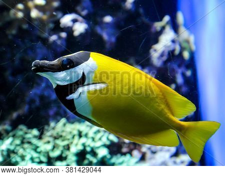 Close Up Of Tropical Fish In A Reef.