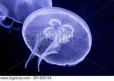 A Nice Shot Of A Jellyfish In Blue Light.