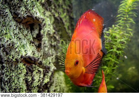 Close Up Portrait Of Discus Fish In The Aquarium.