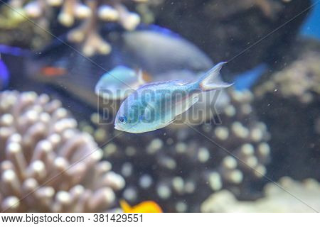 Close Up Of Tropical Fish In A Reef.