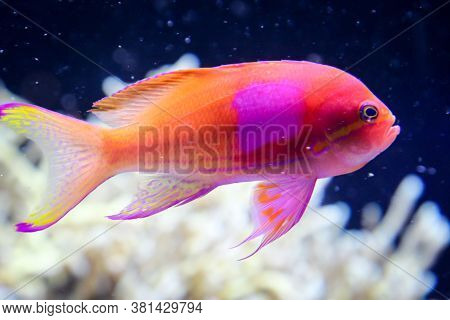 Close Up Of Tropical Fish In A Reef.