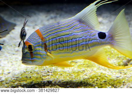 Close Up Of Tropical Fish In A Reef.