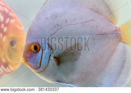 Close Up Portrait Of Discus Fish In The Aquarium.