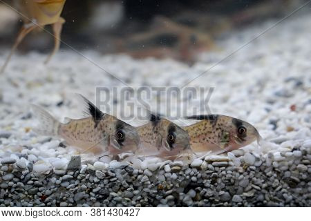 Three Armored Catfish In A Group In The Aquarium.