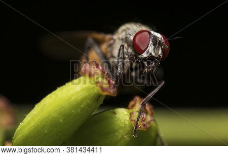 A Macro Shot Of Flesh Fly. Sarcophagidae.