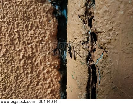 Alydidae, Commonly Known As Broad-headed Bugs, Is A Family Of True Bugs Very Similar To The Closely 