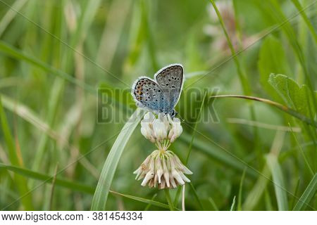 A Closeup Shot Of A Butterfly Sitting On A White Flower