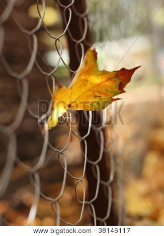 Őszi Maple Leaf megragadt a rács