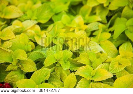 Coleus Blumei Wizard Golden, Green And Yellow Leaves Background Close Up, Bright Lime Color Lush Fol