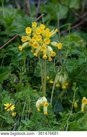 Cowslips (primula Veris)