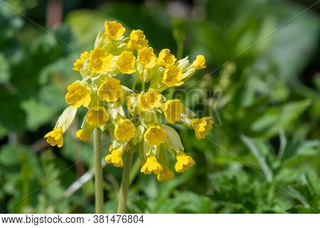 Cowslips (primula Veris)