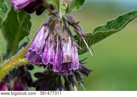 Common Comfrey (symphytum Officinale)