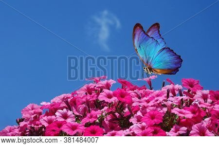 Bright Colorful Tropical Morpho Butterflies On Pink Petunia Flowers Against Blue Sky. Blooming Petun