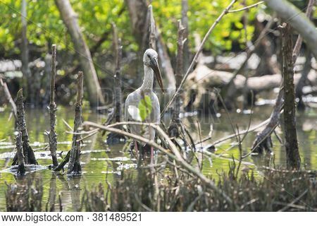 Wild Asian Openbill Stork Stands In Water At The Swamp With A Drop On It's Beak