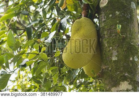 Bread Fruit In Jungle Close-up