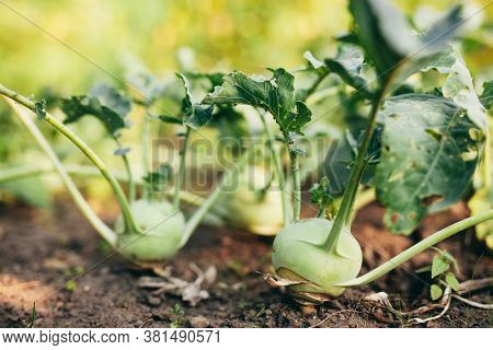Organic kohlrabi growing in the garden. Also called cabbage turnip