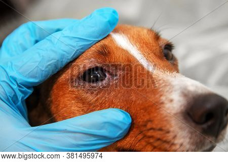 Portrait Of A Dog With Eye Problem, Conjunctivitis. Dog With Bad Swollen Eyes Due To An Infection, D