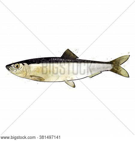 Herring, Watercolor Isolated Illustration Of A Fish.