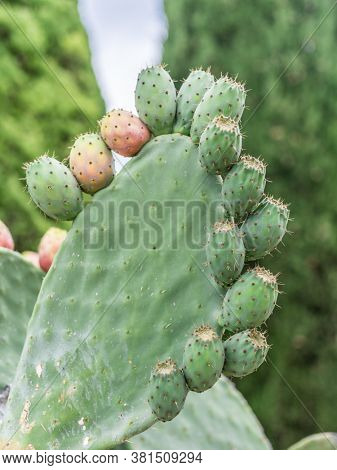 Prickly pear or opuntia plant close -up.