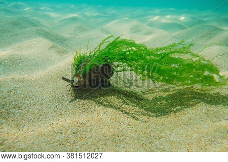 Black Sea Rapan In Algae Walks On The Sand, Underwater View