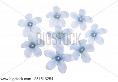 Oxypetalum Blue Flower Isolated On White Background