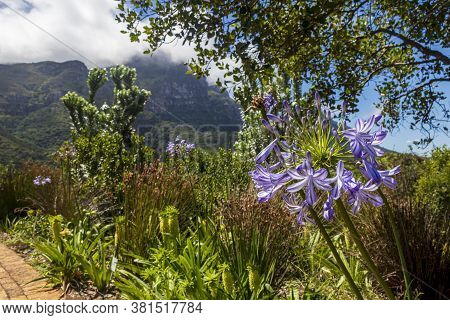 Blue African Lily Agapanthus Praecox Flowers With Mountain Background, Kirstenbosch.