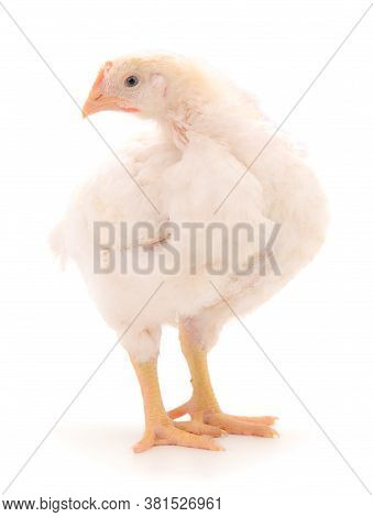 Chicken Or Young Broiler Chickens On Isolated White Background.