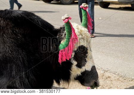 Close Up Of A Yak  With Decorated Horns In Tsomgo Lake Of  Sikkim, Selective Focusing