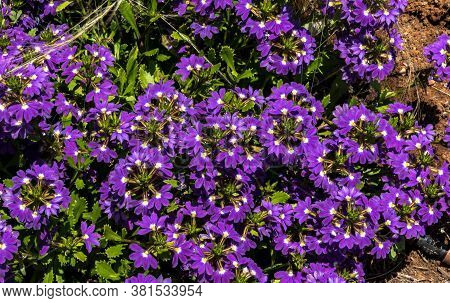 Scaevola Aemula Aussie Crawl, Fan Flower, Hardy Mound Forming Ground Cover With Blue Mauve Fan Shape