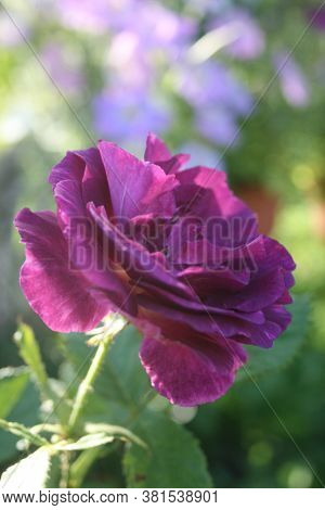 Rose Mysteria. Series: Roses From My Garden. August Mornings. Summer 2020