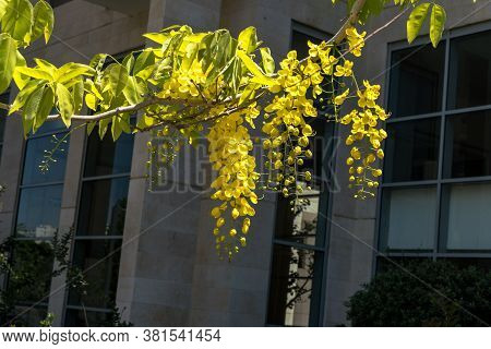 Golden Shower Flowers , Cassia Fistulosa Tree On Building Background In The City