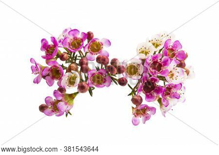 Flowers Of Wax Myrtle Isolated On White Background