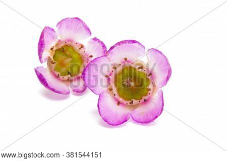 Flowers Of Wax Myrtle Isolated On White Background