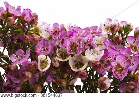 Flowers Of Wax Myrtle Isolated On White Background