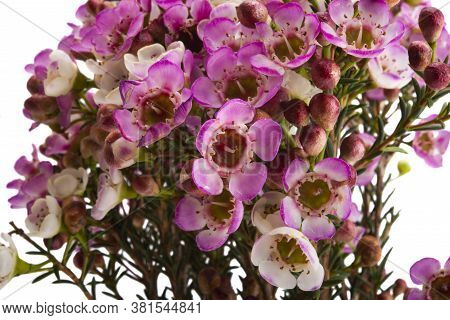 Flowers Of Wax Myrtle Isolated On White Background