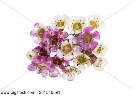 Flowers Of Wax Myrtle Isolated On White Background