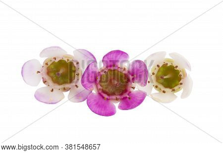 Flowers Of Wax Myrtle Isolated On White Background