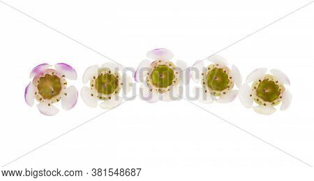 Flowers Of Wax Myrtle Isolated On White Background