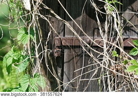Abandoned Place In Summer Photographed With Natural Light