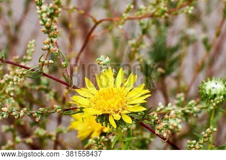 Grindelia Yellow Flower Plant Macro Photo In Summer