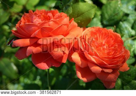 Rose Summer Song. Series: Roses From My Garden. August Mornings. Summer 2020