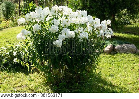 Phlox Paniculata, Fall Phlox, Garden Phlox Perennial Phlox