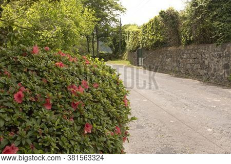 Blooming Vireya Bush By The Asvalt Road With A Stone Fence And A Door
