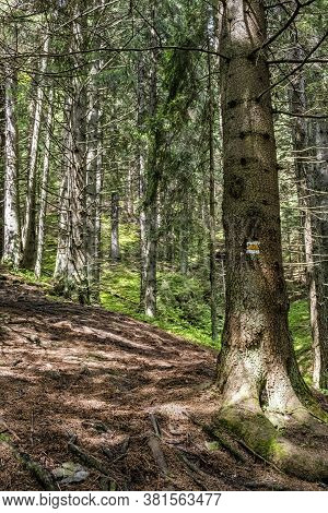 Footpath In Coniferous Forest, Demanovska Valley In Low Tatras Mountains, Slovak Republic. Hiking Th