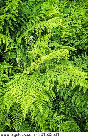 Detail Of Walking Fern Plant, Low Tatras Mountains, Slovak Republic. Seasonal Natural Scene.