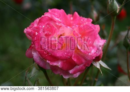 Rose Charleston. Series: Roses From My Garden. August Mornings. Summer 2020