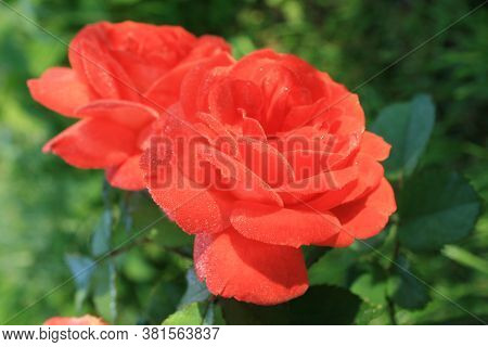Rose Summer Song  2. Series: Roses From My Garden. August Mornings. Summer 2020