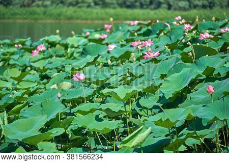 Lotus Field In The Volga River Delta In The City Of Astrakhan
