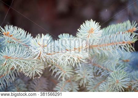 Pale Green Tender Branches Of Young Pine. Selective Focus, Copy Space