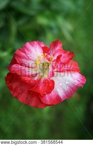 Series: Poppies From My Garden. August Mornings. Summer 2020